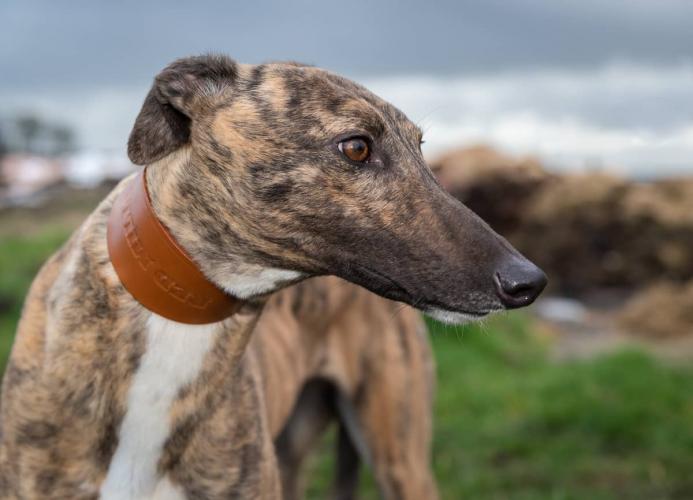 Hector’s Greyhound Rescue tweet media