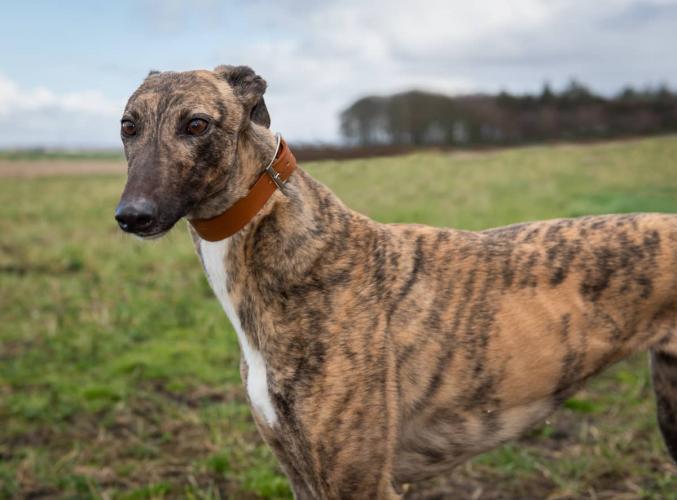 Hector’s Greyhound Rescue tweet media