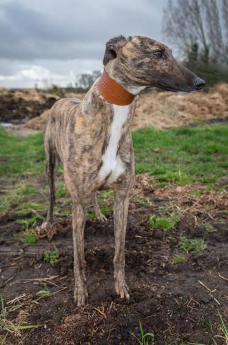 Hector’s Greyhound Rescue tweet media