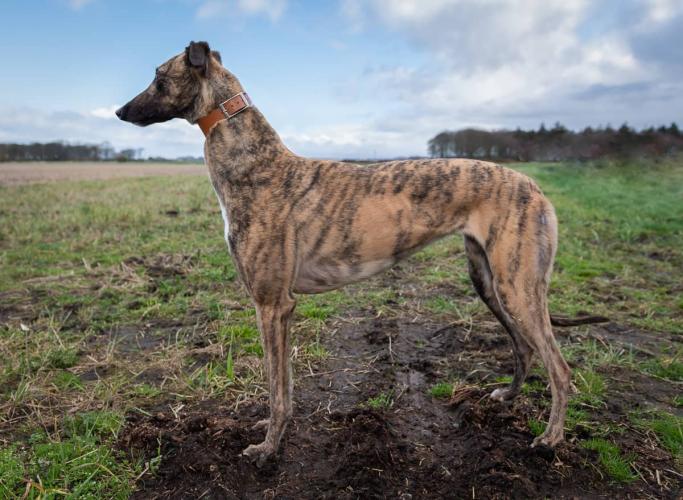 Hector’s Greyhound Rescue tweet media