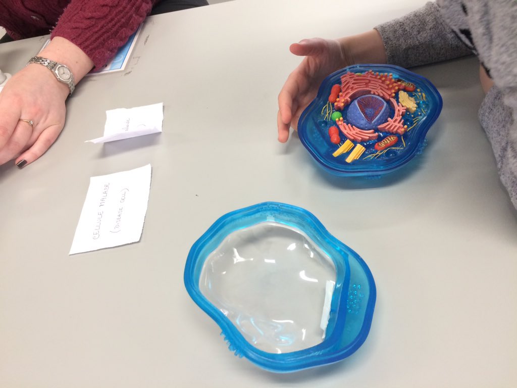 Cellexplorers's tweet image. #nativescientist Stephanie explained the strategies used by scientists to identify malfunctionning cells in diseases and to target them for treatment #FrancophonieFestival @FranceinIreland @Francophon_IE @ARCresearchNUIG @NativeScientis1 #Believeinscience #scienceinfrench