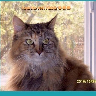 tibbiescloset's tweet photo. #NewProfilePic https://t.co/wyx6OIzYsB