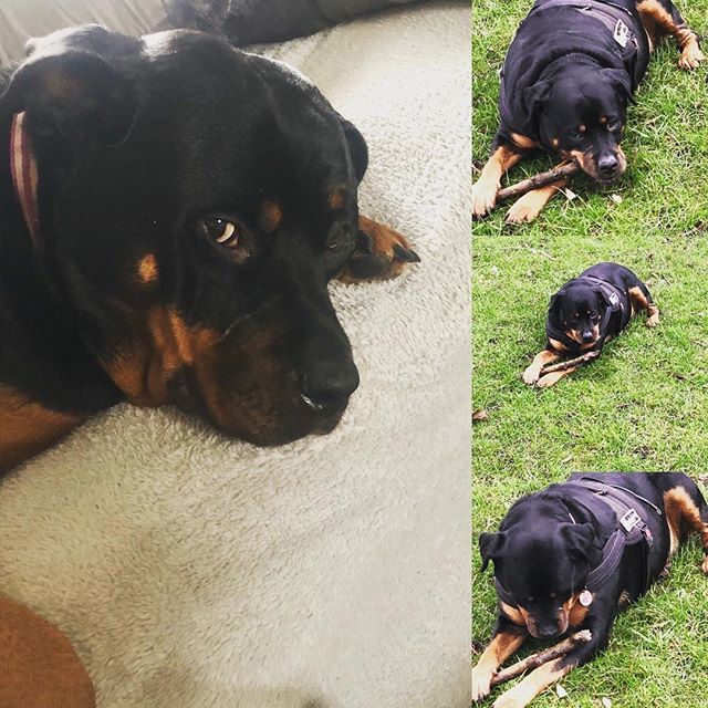 aronarrybo's tweet image. Little bit of Minnie, nearly 2 years in since I got her, just goes to show that rescue dogs can turn out to be the best dogs ever #dogstrust  #rescuedog #rottweiler ift.tt/2HDxx14
