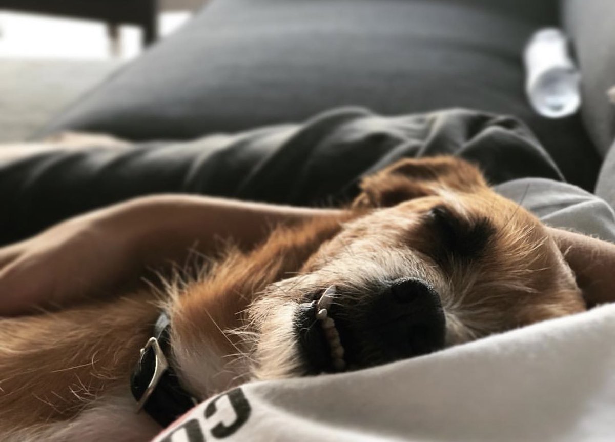 #Nationalpuppyday 

I love these two.