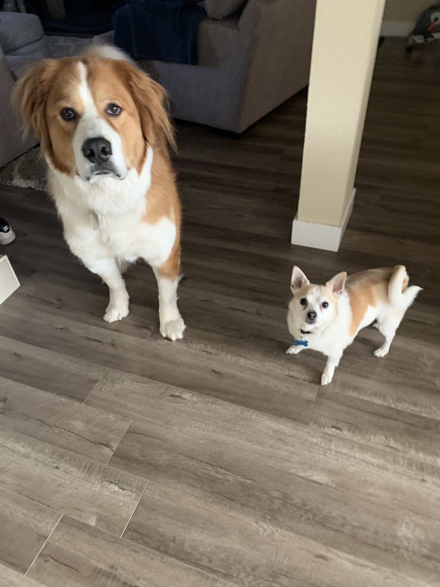 nashvegasthepup's tweet photo. Celebrating National Puppy Day with a few throwbacks when I was the same size as my big-little brother, Smallz! Can't wait for game Knight soon! #Nationalpuppyday2019 #nashvegasthepup #vgk #vgkdog #vegasborn #goknightsgo #VegasGoldenKnights #gentlegiant https://t.co/lZli9zEYQx