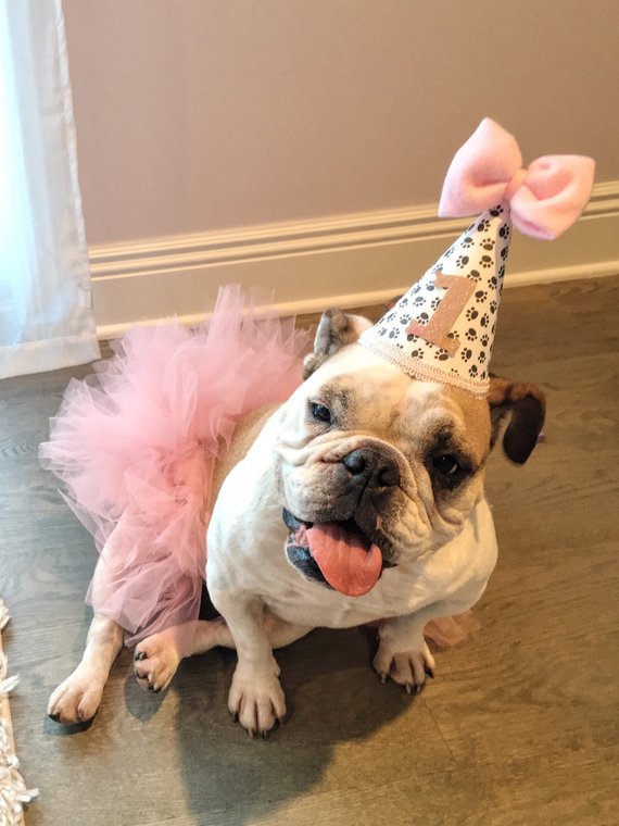 CutestPetDogs's tweet photo. Charming Dog With Big Birthday Smile ❤

#dog #happybirthday #birthday #cutedogs #cutepetdogs #dogsmile #dogmom #cuteanimals #dogofday #dogfeature #dogsoftitter #twitterdog #dogstar #doggies #dogs #bulldog #bulldoglover #doglover #animallover #funnydogs #petdogs #doglife #cutepet https://t.co/KQhXVu9ybk
