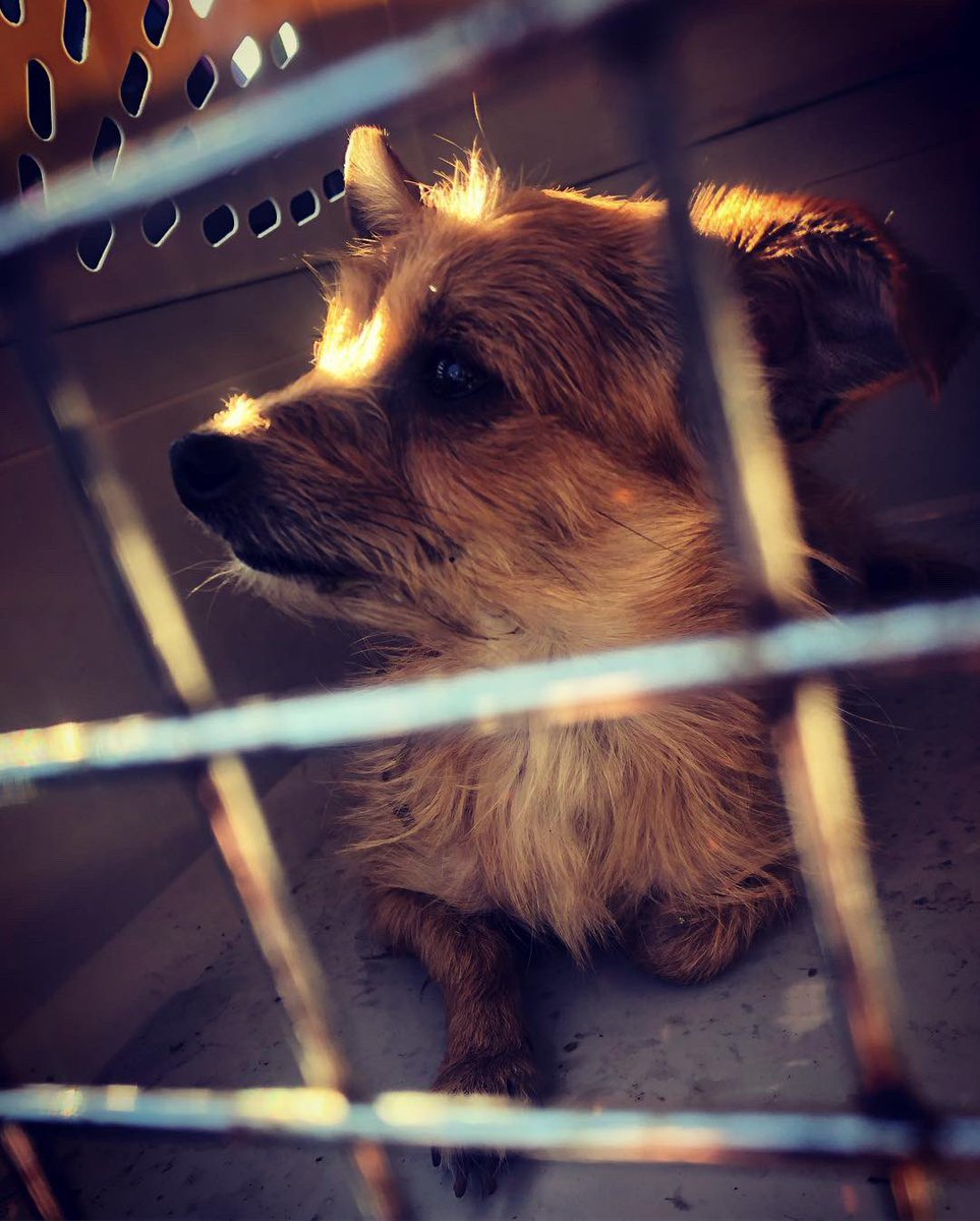 RookieDavis_'s tweet photo. On the way home saw this sweet girl come out of the driver side window of a car, tumble down the road &amp; run across 4 lanes. Her owners left. Kept up with her for an hour through neighborhoods until she was safe in a crate. To her owners... you don’t deserve this beautiful dog. https://t.co/RwjE1jPKu6