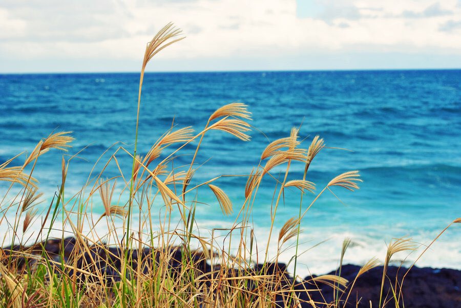 Junhee’s voice as aesthetic pictures that don’t really make sense but somehow do