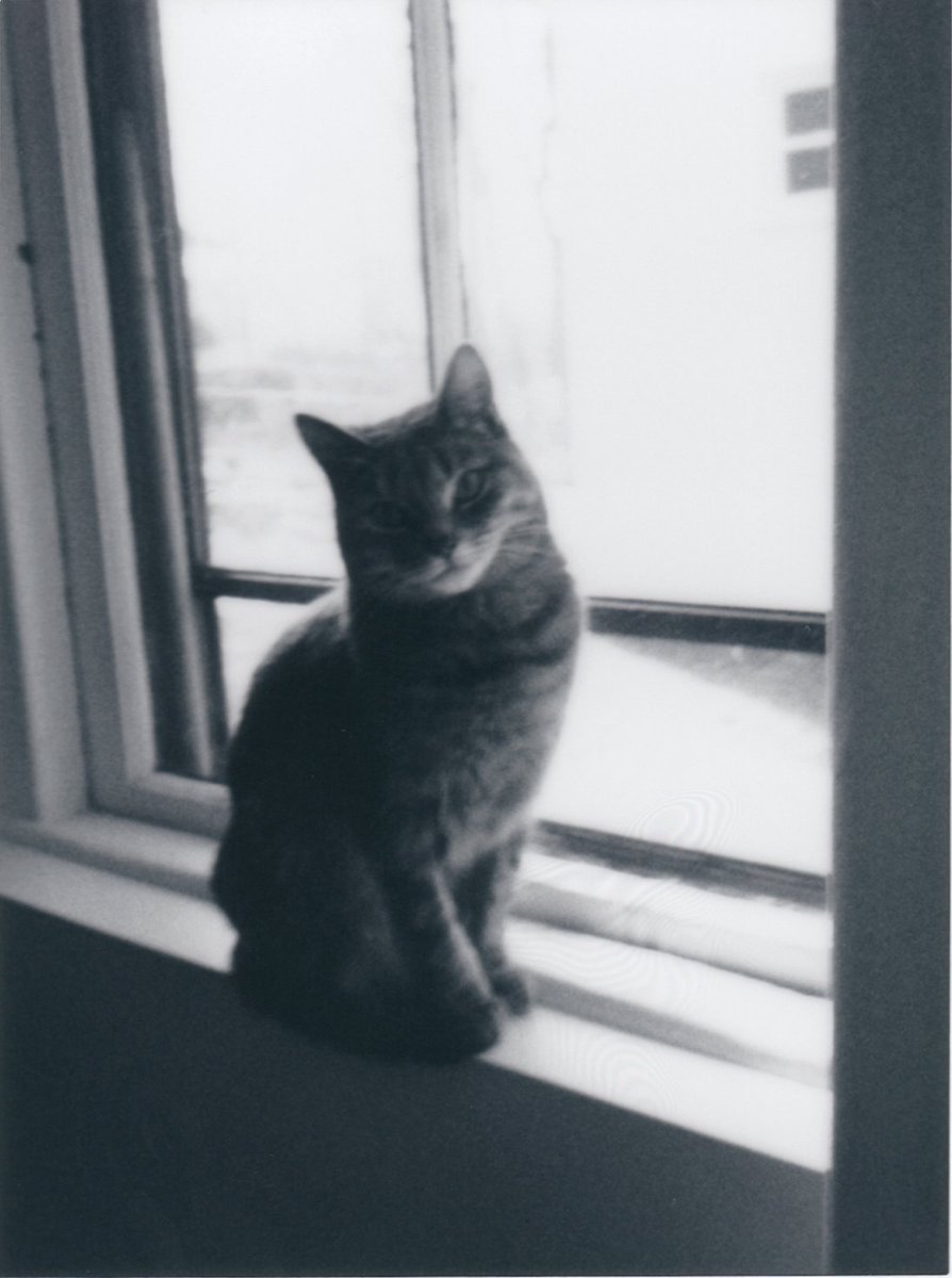 buttercupcaren's tweet photo. Poosh-Poosh in monochrome
🐈
#Caturday #notmycat #instantcat #instax #believeinfilm https://t.co/4OIzbgWYj1