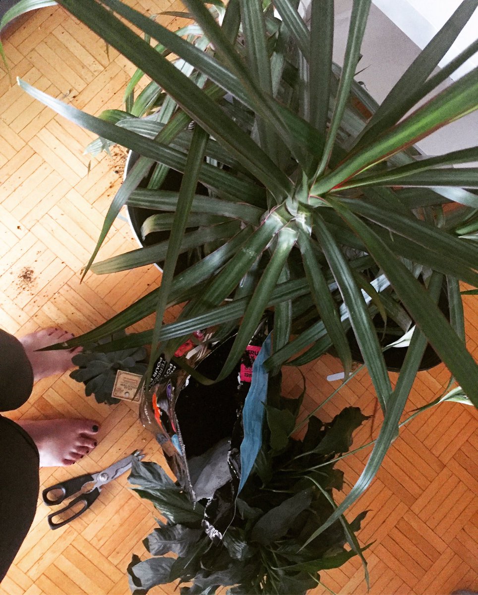 GracihernanC's tweet photo. Pulling an @AOC and replanting, repotting and adding fresh soil to some of my plants. Taking a break from grading 5,000 papers ( not really that many.. but it feels like they are sometimes lol) ๐ฑ๐ธ๐บ
#givemespring #ottcity https://t.co/lP9DlX3AvI