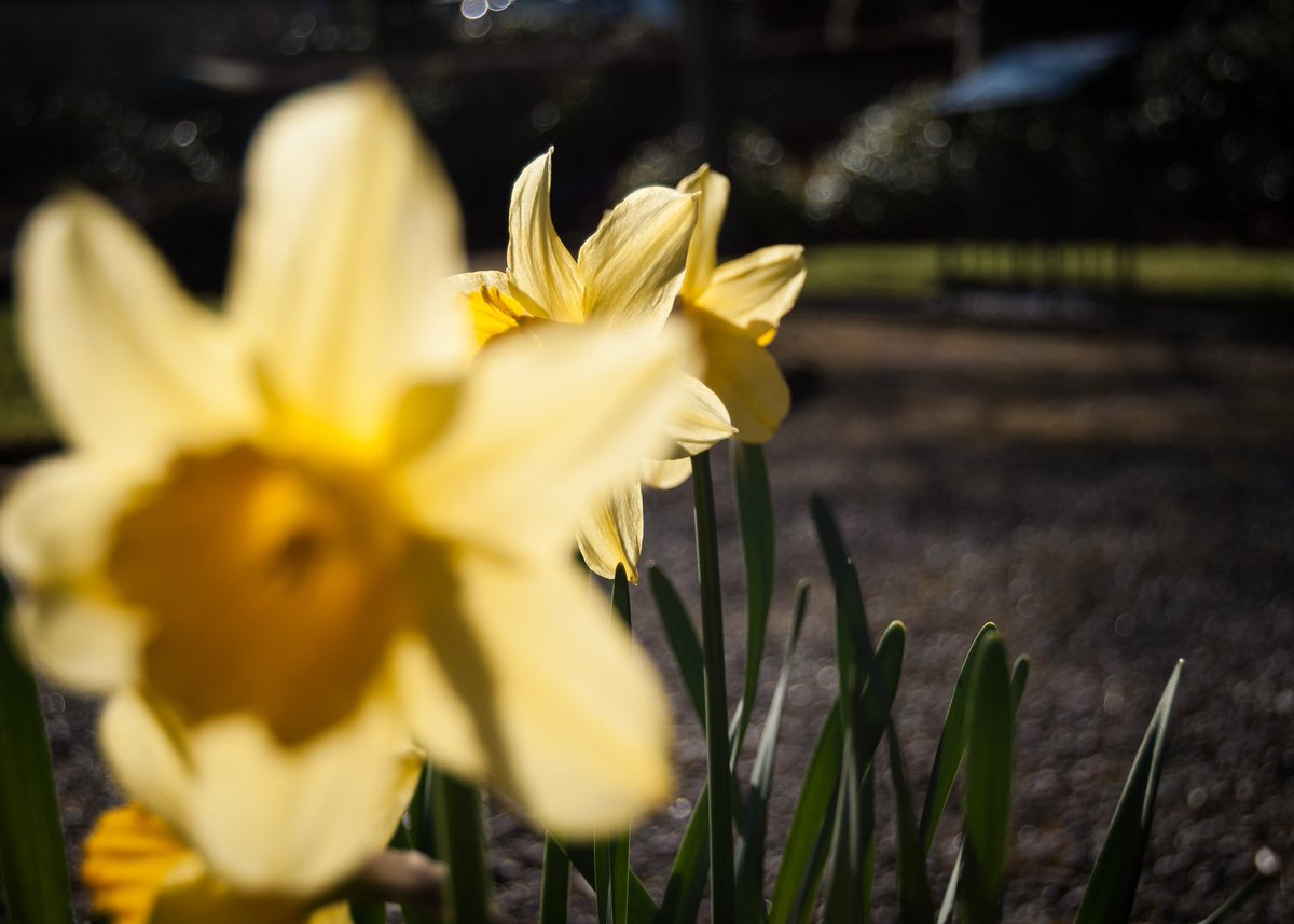 JuliaMaryLawrie's tweet photo. 75/365: Daffodils in the Burns Memorial Garden, Stonehaven.
#garden
#photoblog365 #throughthelense #scottishphotographer #scottishartist #scottishlife #Scotland #Stonehaven #visitabdn #Aberdeenshire #daffodils #narcissus #yellow #spring #Bokeh #burnsmemorialgarden #robertburns https://t.co/OClCiJJHCB