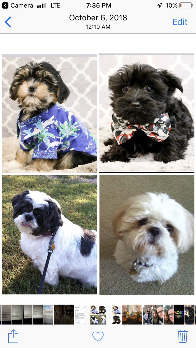 alyon1's tweet photo. Happy #NationalPuppyDay to my current and previous puppies! https://t.co/H5YqJZfUrB