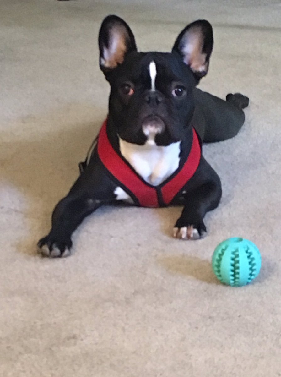 Jhawk96's tweet photo. Best pup ever! #AdonisTheFrenchie #NationalPuppyDay #doglife #LFKpets #frenchie #frenchbulldog https://t.co/YW0k1xmZcP