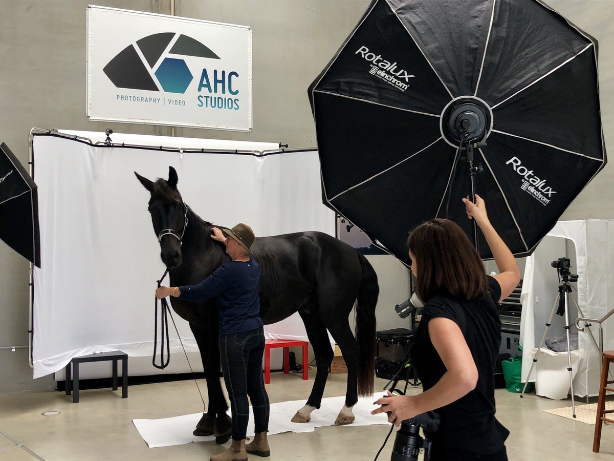 It’s never dull in the studio! Photographer Grace Costa brings the most beautiful portrait subjects 🐴 #horse #portraitphotography #photostudio #studioforhire