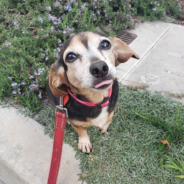 ThePetProvider's tweet photo. So #happy and #thankful to have this #cutie on #nationalpuppyday #dogsofinstagram #dogwalksofla #dogwalksofinstagram #dogwalker #doggiedaycare #dogsitter #chiweeniesofinstagram #chiweenie #rescuedogsofinstagram #rescuedogsarethebest https://t.co/50UZXkHtFb https://t.co/2o3xAPqRgw