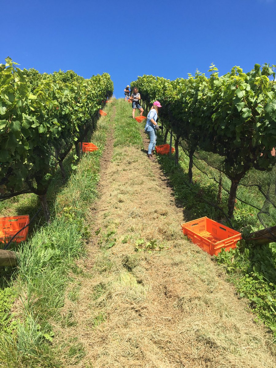 winelime's tweet photo. Picking White Knuckle Hill Pinot Noir https://t.co/O1MoHetMHk