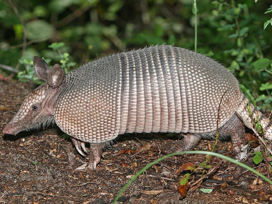MPLEEMD's tweet image. Lepromatous leprosy. Mycobacterium Leprae infection in immune compromised. Granulatomous inflammation packed with organisms; +/-perineural inv. Nerve dmg --&amp;gt; can't feel that I just stepped on a nail -&amp;gt; infection --&amp;gt;deformity. Armadillo carrier.  #dermatology #dermpath #patholo