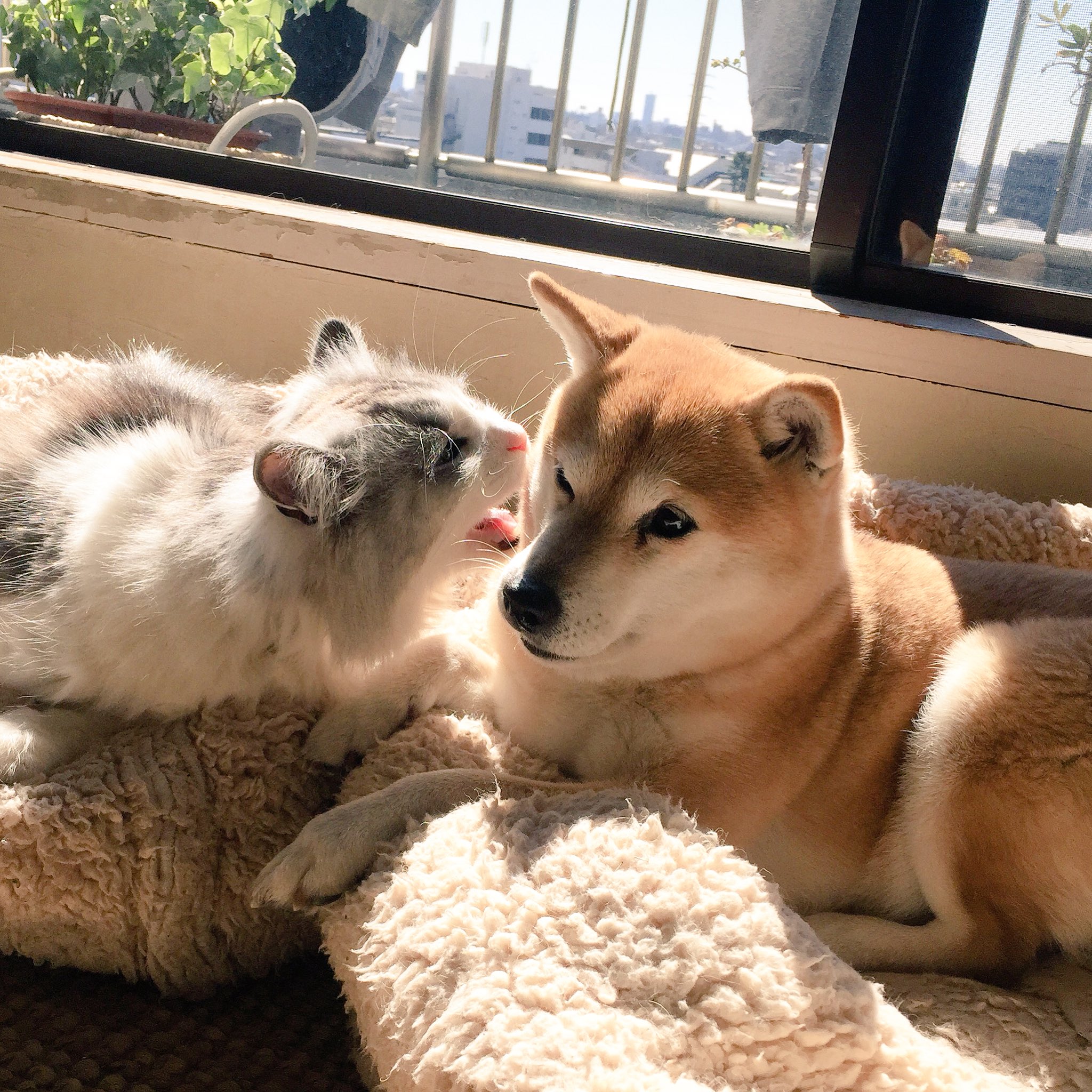石黒由紀子 On Twitter おばーちゃーん きこえるー って 年寄り扱いはやめて ビューティフルサンデー 花粉爆発 センパイは13歳 保護猫 豆柴センパイと捨て猫コウハイ いぬとねこ Dog Cat