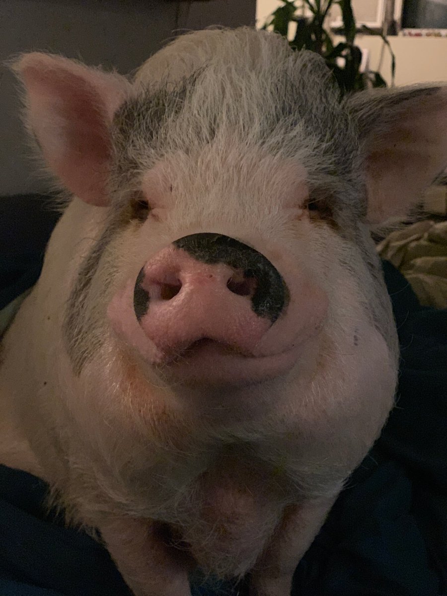 Bunnyfrank11's tweet image. Uncle Brent and Sean love all of me! I 100% think they deserve to go back on the race! Snout kisses from Frankie @frankieinthe6 - Instagram 
If you make it into the next season I think I deserve treats 🤣 #VoteBrentandSean