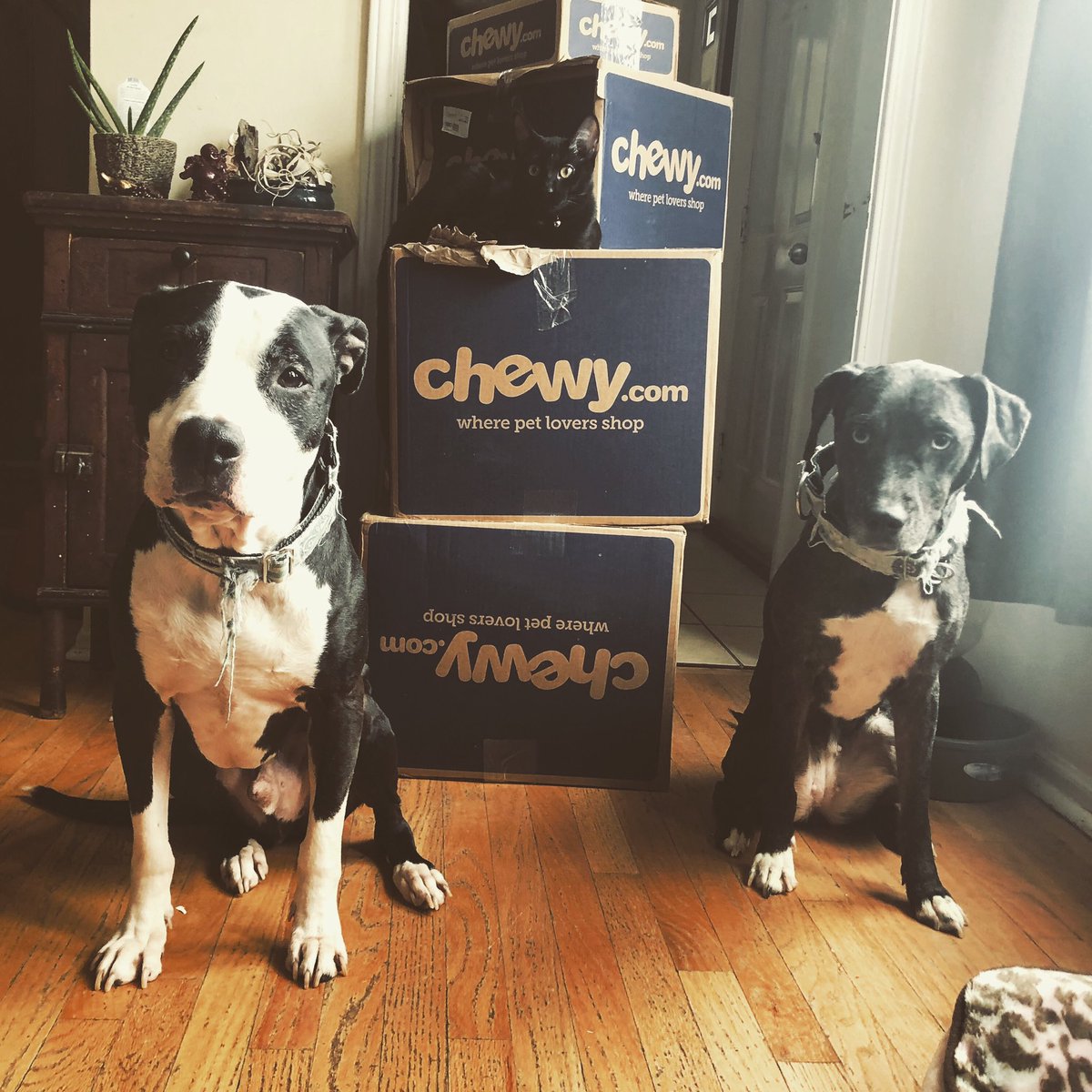 SuperNat024's tweet photo. Not spoiled at all! @chewy #chicagodogtraining #chicagodogtrainer #chicagodogtrainers #dogtrainingchicago #pitbullsofchicago #catahoulasofchicago #catsofchicago #blackcatsofchicago #chewy #chicagodog #chicagodogs #chicagopets https://t.co/19sVY3pS93