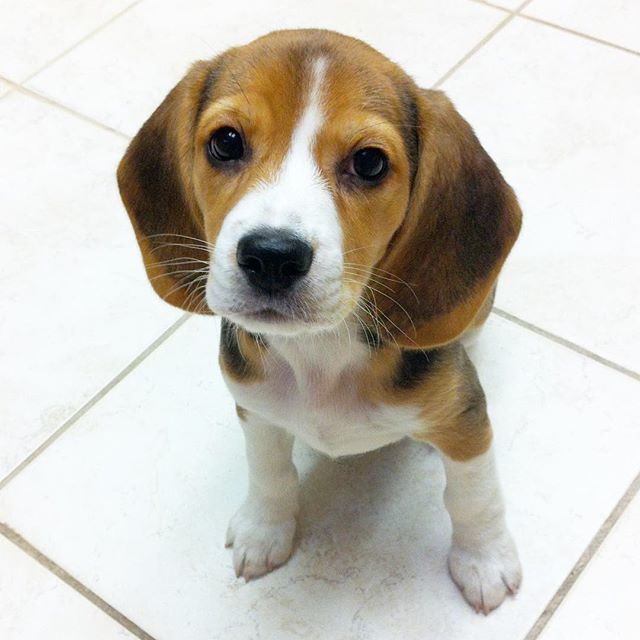 Hoorray, it’s #nationalpuppyday! 🐶💕 ift.tt/2Fvrl9q