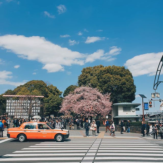 kazesuki's tweet photo. Early Bloomers. #springishere #ueno #tokyo https://t.co/LBXgzbcWj1 https://t.co/6is0V3AxSl