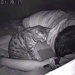 夜中に猫がどんな行動をとっているか撮影してみた!自由すぎて憎めない!