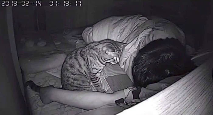 夜中に猫がどんな行動をとっているか撮影してみたｗｗｗ自由すぎて憎めないｗｗｗ