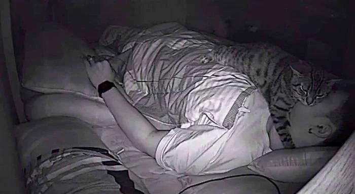夜中に猫がどんな行動をとっているか撮影してみたｗｗｗ自由すぎて憎めないｗｗｗ