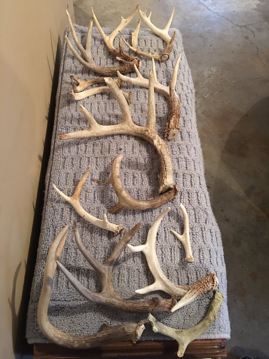 No better way to spend spring break than in the great outdoors shed hunting! <a href="/UNKBiol106/">Paul Twigg</a> <a href="/UNKearney/">University of Nebraska at Kearney</a> #106SpringBreak19