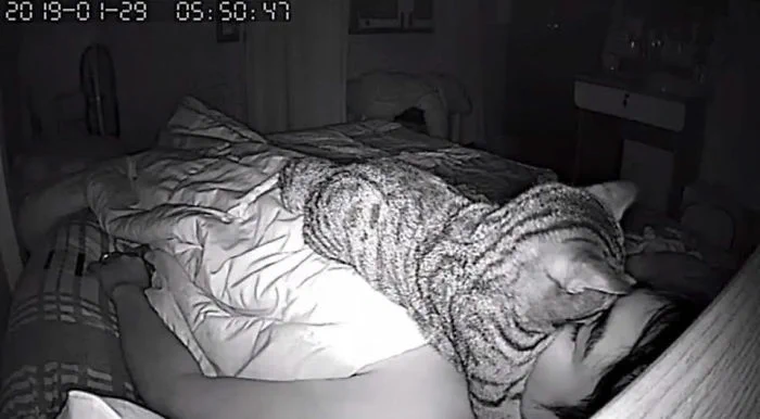 夜中に猫がどんな行動をとっているか撮影してみたｗｗｗ自由すぎて憎めないｗｗｗ
