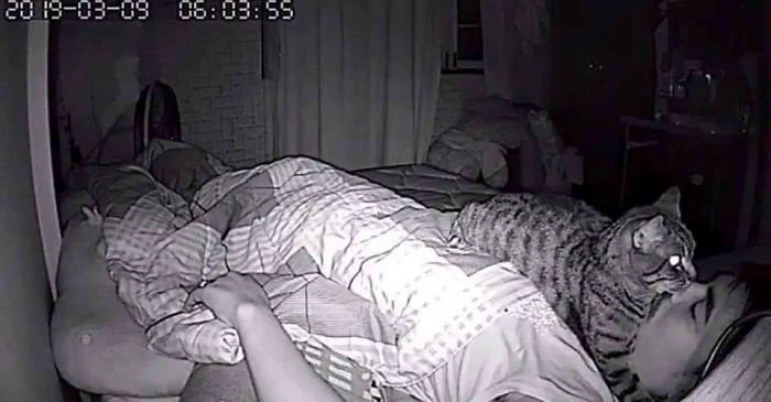 夜中に猫がどんな行動をとっているか撮影してみたｗｗｗ自由すぎて憎めないｗｗｗ