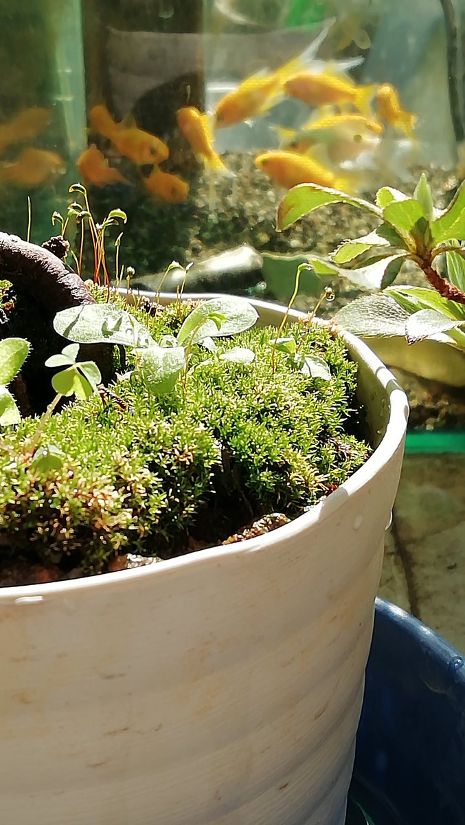 Twitter पर 西洋マリモ ह शट ग