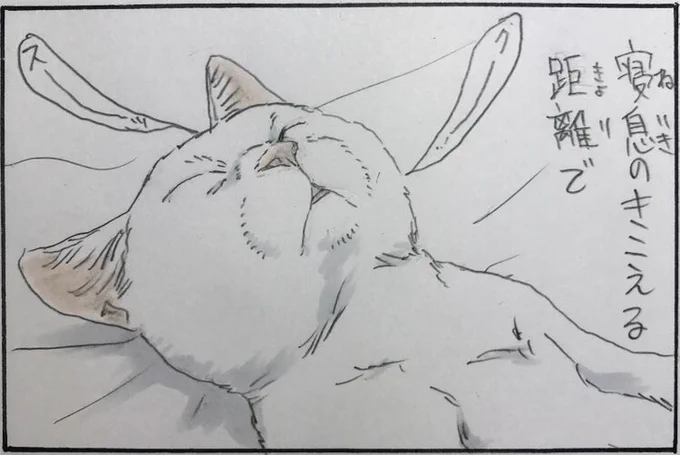 『休日の朝』 #拾い猫のモチャ 