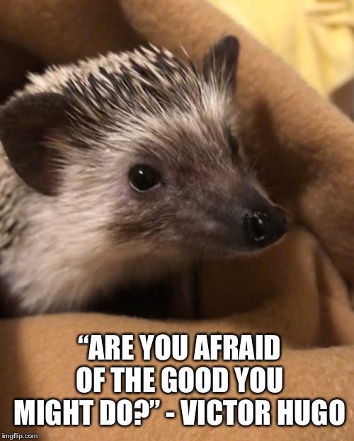 QuilliamShakes1's tweet photo. #takerisks #hedgehog https://t.co/1ICE1JjLbW