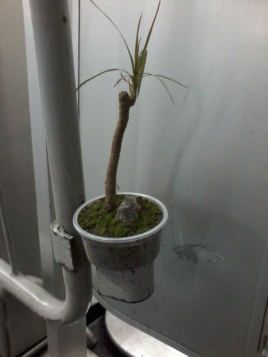 BonsaieArte's tweet photo. #BonSaiEArte #BonSai #Arte #ArranjoDeArvore #ArranjoDeMudas #ArranjoDeGalhos #UmDiaChegoLa #kkk #Obrigado 
#InnovationTimeOff #StoryRank #achei um #visitante :) https://t.co/YTMhHmvCHf