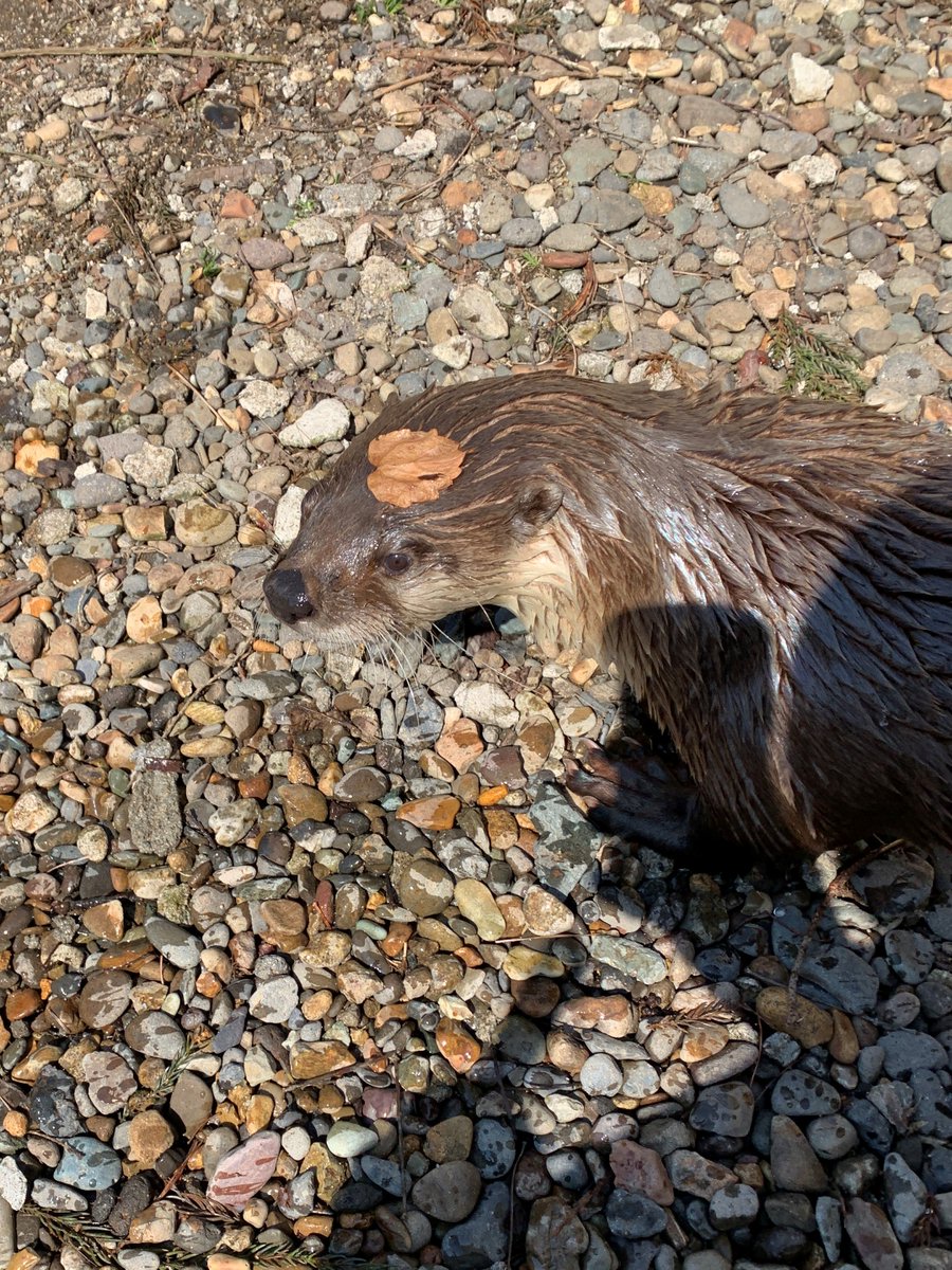 盛岡市動物公園 Zoomo 伝説で有名な 遠野から とうとうカッパが来園 ではなく 葉っぱを頭の上に乗せたまま気付いていないカナダカワウソ カエデ でした それともドロンするの