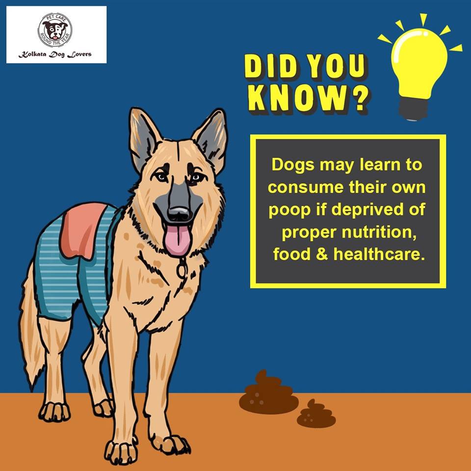 KolkataDog's tweet photo. Your furry friend will consume their own poop only when absolutely deprived of nutrition. Don't let your dog feel that you don't love them enough.
#kolkatadoglovers #kdl #petcare #petcareroundtheyear #dogs #howtochooseyourpet #caringforyourfurryfriend #furryfriends https://t.co/CfhKt3qWC4