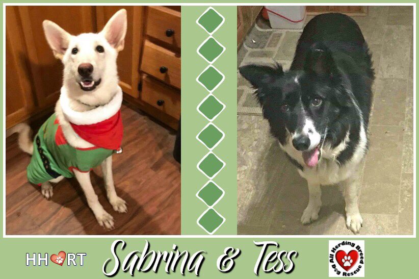 Sabrina &amp; Tess need a ride! Can you help? docs.google.com/forms/d/e/1FAI…