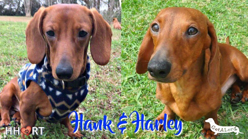 Can you help Hank &amp; Harley? Click the link to find out! docs.google.com/forms/d/e/1FAI…
