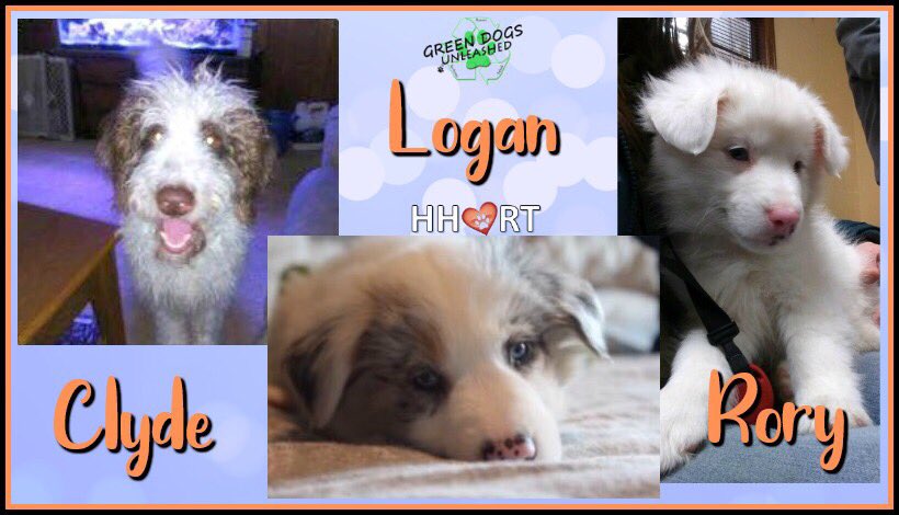 HHRT Clyde, Rory &amp; Logan APR 6, 2019 (MI-OH-PA-VA need your help getting to <a href="/GDUTeam/">Green Dogs Unleashed</a>! docs.google.com/forms/d/e/1FAI…