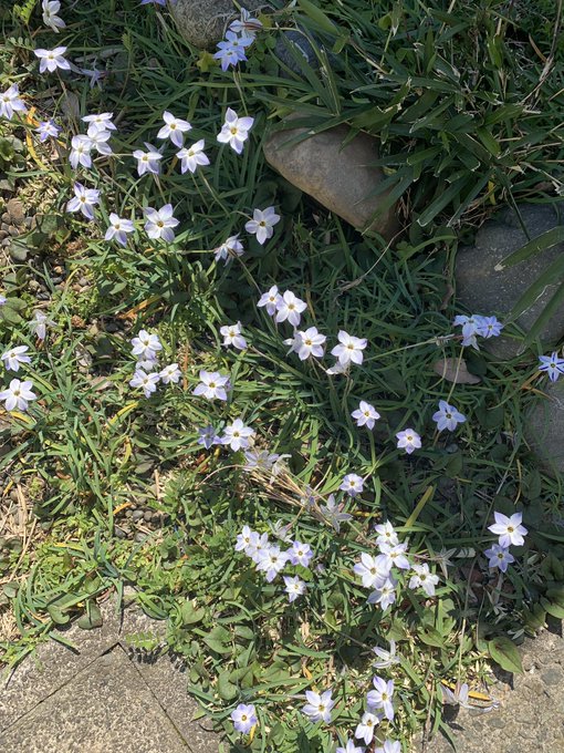 これってなんの花？ポカポカで嬉しい🥰 https://t.co/zym1nYAjU6<a href="/tag/mickeymouse"class="tags"><span>#mickeymouse</span></a><a href="/tag/pug"class="tags"><span>#pug</span></a><a href="/tag/%E3%81%8A%E6%95%A3%E6%AD%A9"class="tags"><span>#お散歩</span></a><a href="/tag/%E3%83%91%E3%82%B0"class="tags"><span>#パグ</span></a><a href="/tag/blackmonster"class="tags"><span>#blackmonster</span></a>