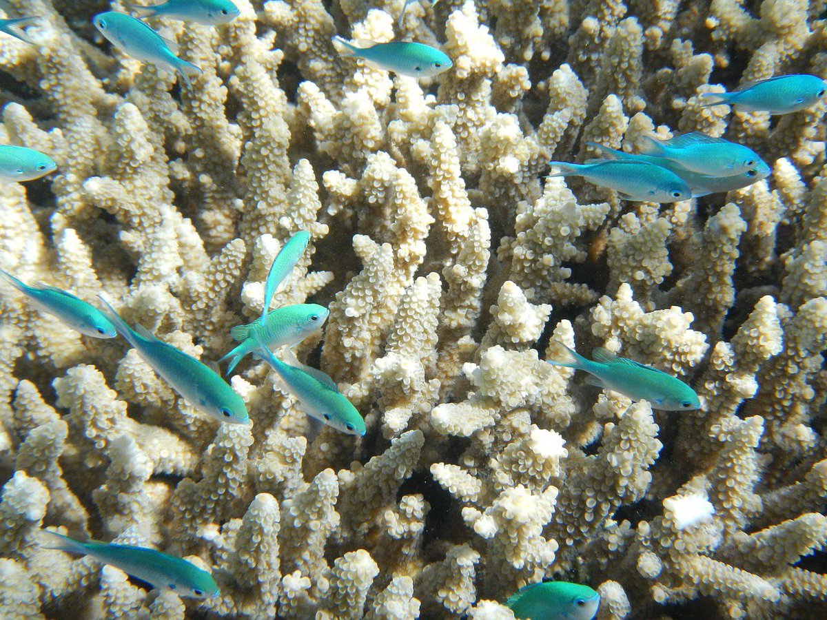UNEP's tweet photo. Coral reefs are under threat from human activity, including #climatechange &amp; pollution. 

As a result, we are now seeing unprecedented levels of decline in reef health &amp; coral cover across the globe. https://t.co/0iGnYMquuU https://t.co/S3LASGW2xv