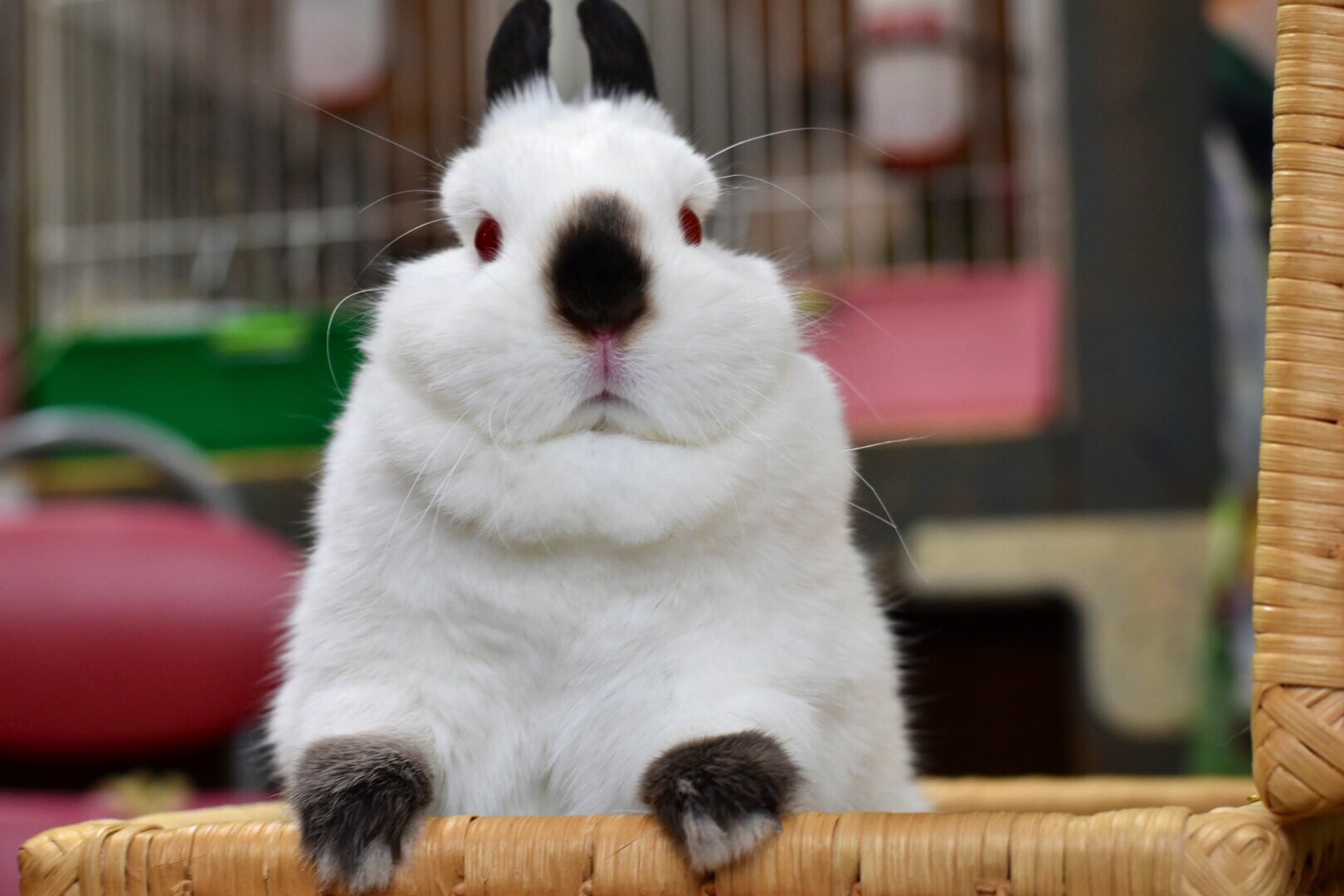 ヒマラヤンのうさぎ Mira ミラちゃーーん うさぎ ヒマラヤンうさぎ T Co Er6ddrbpus Twitter