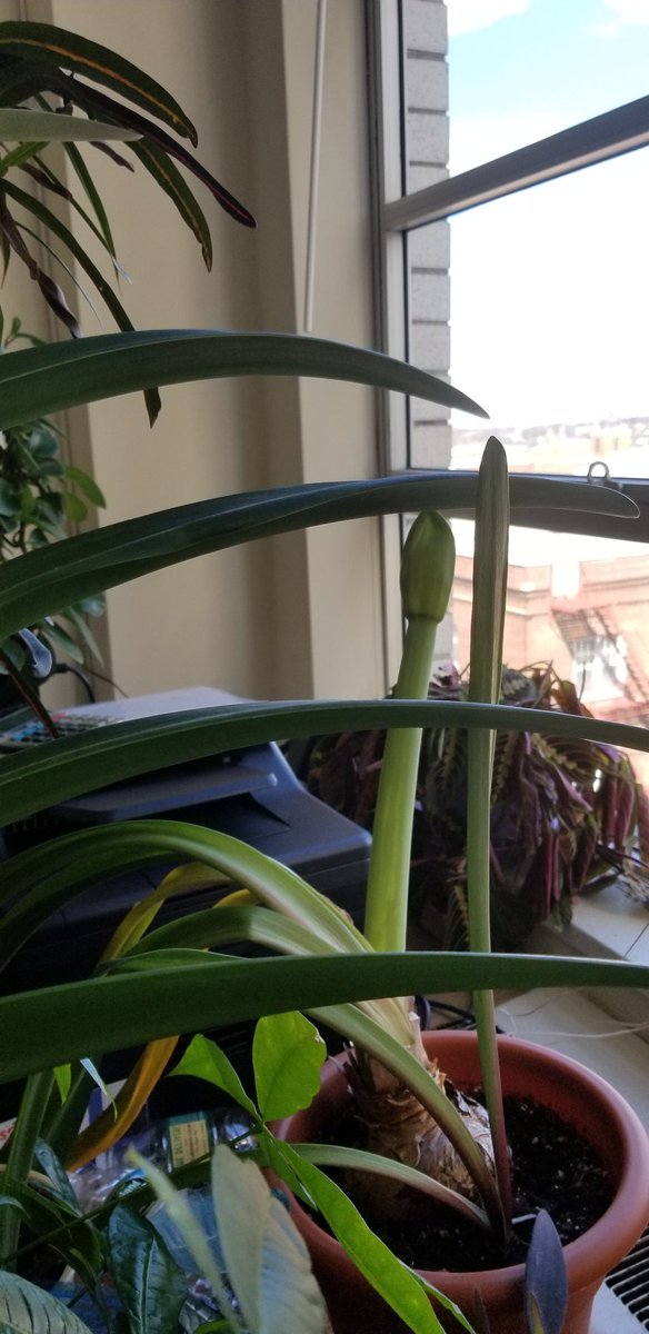 Albertylaw's tweet image. My Amaryllis #2is about twice the size it had a few days ago