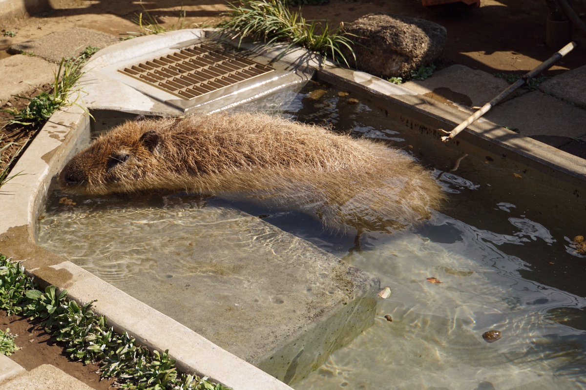所 十三 No Twitter 草食動物のうんこって腸内細菌を共有するために子供が食べるレベルのものだからね ゾウのうんこを猿が整腸剤代わりに食べたりもするよ 牛のうんこで作る家もアフリカとかではよくあるみたいだし