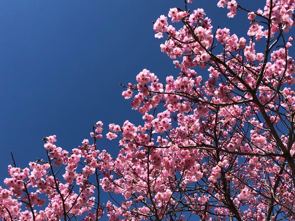 webgets's tweet image. 桜♪ やっぱり桜は良いな〜
#桜 #北本