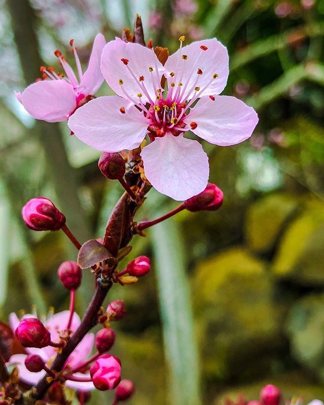 Spring is in the air.. .
.
.
.
.
#focalmarked #superb_flowers #flowerstarz #ig_flowers #splendid_flowers #flowerstalking #pdxnow  #floralfix #floral_secrets #nature_sultans #floralstyles_gf #macro_mood #ptk_flowers #portland #flowerporn #florecitas_mx #m… ift.tt/2JOU1yr