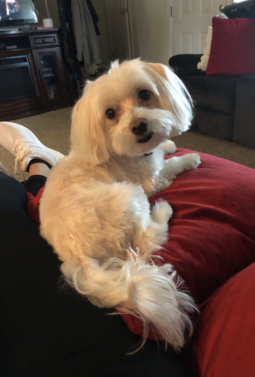 sjonas1225's tweet photo. when the groomer’s gotcha smellin’ good & lookin’ all handsome #useeme #yeaimcute ❤️ 🐾 #zeusjonas ❤️🐾 https://t.co/5xro1pNTPv
