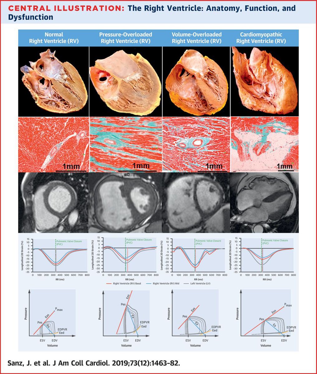 Turkish Society of Cardiology tweet media